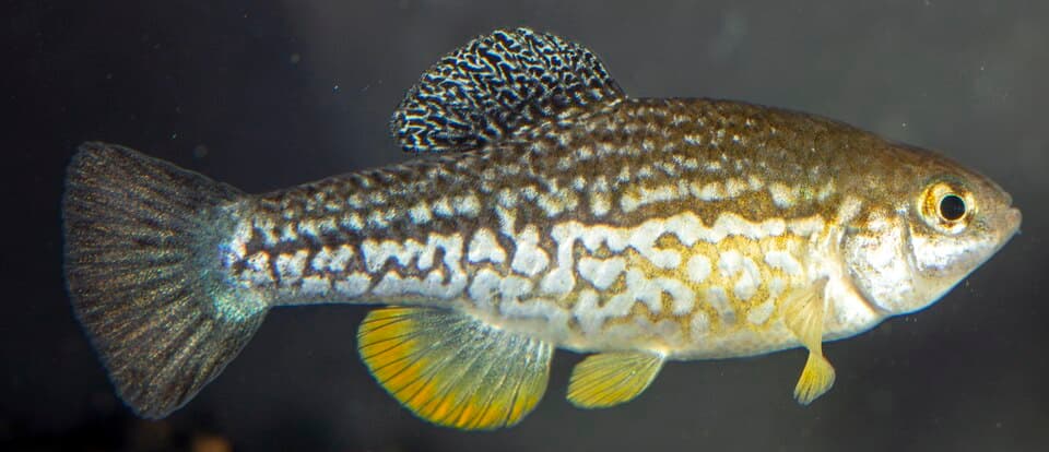 ภาพประกอบของ ปลา tessellatus (Cualac tessellatus)