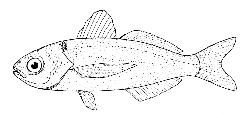 ภาพประกอบของ ปลา caeruleus (Cubiceps caeruleus)