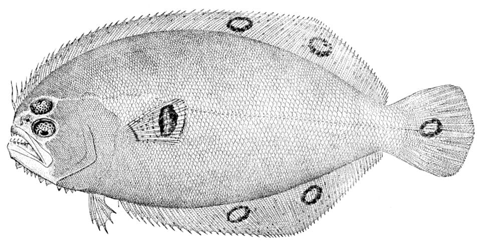 ภาพประกอบของ ปลา fimbriata (Cyclopsetta fimbriata)