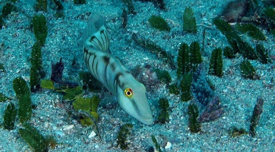 ภาพประกอบของ ปลานกขุนทอง torquatus (Cymolutes torquatus)
