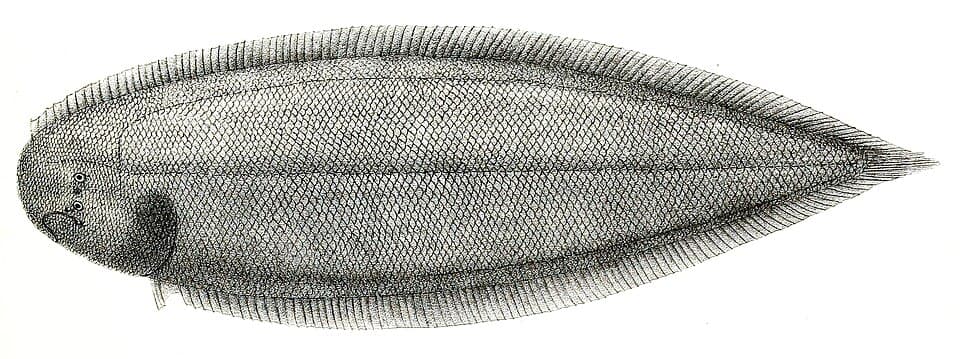 ภาพประกอบของ ปลา bilineatus (Cynoglossus bilineatus)