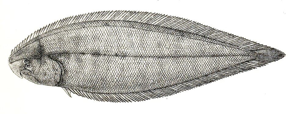 ภาพประกอบของ ปลา cynoglossus (Cynoglossus cynoglossus)