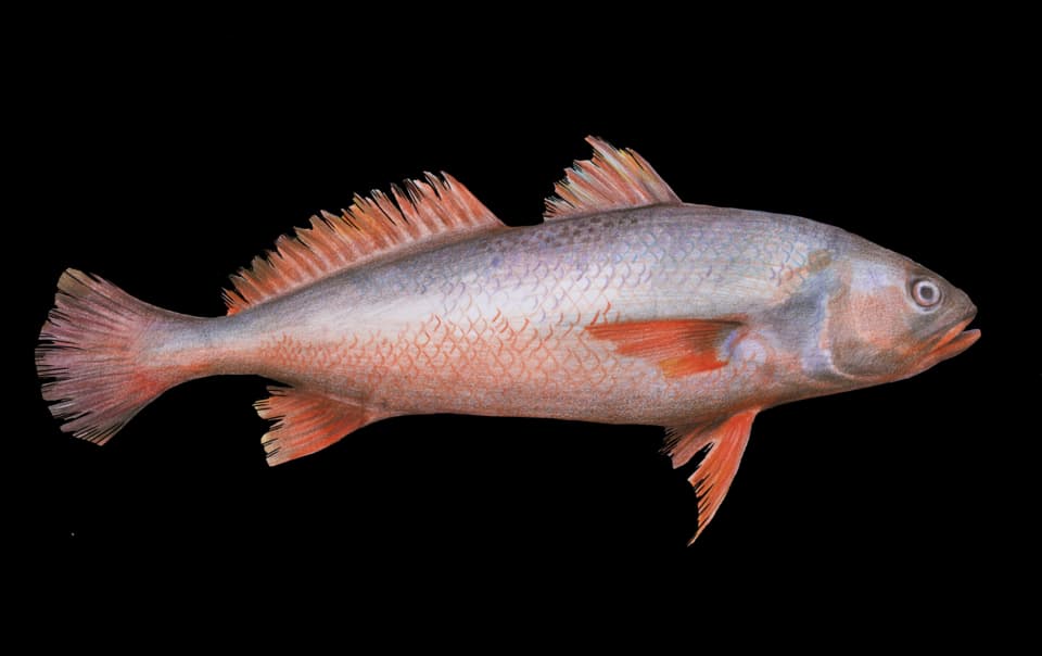 ภาพประกอบของ ปลาจวด acoupa (Cynoscion acoupa)