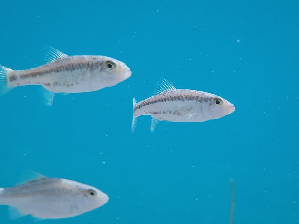 ภาพประกอบของ ปลา bifasciatus (Cyprinodon bifasciatus)