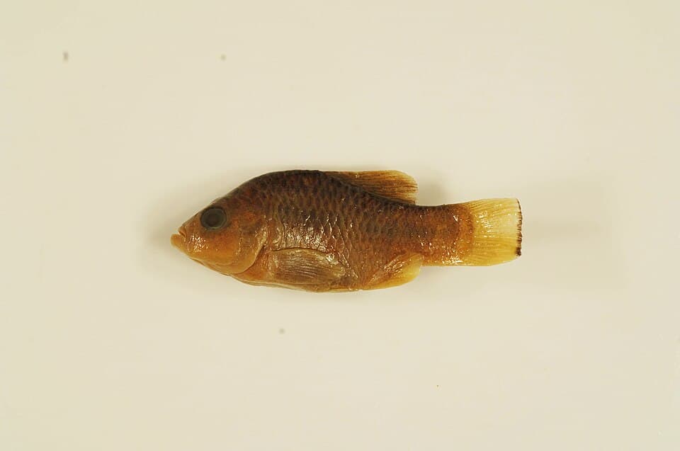 ภาพประกอบของ ปลา bovinus (Cyprinodon bovinus)