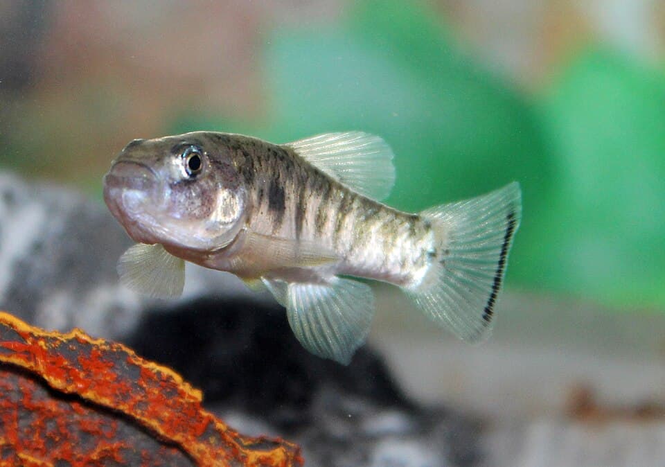 ภาพประกอบของ ปลา julimes (Cyprinodon julimes)