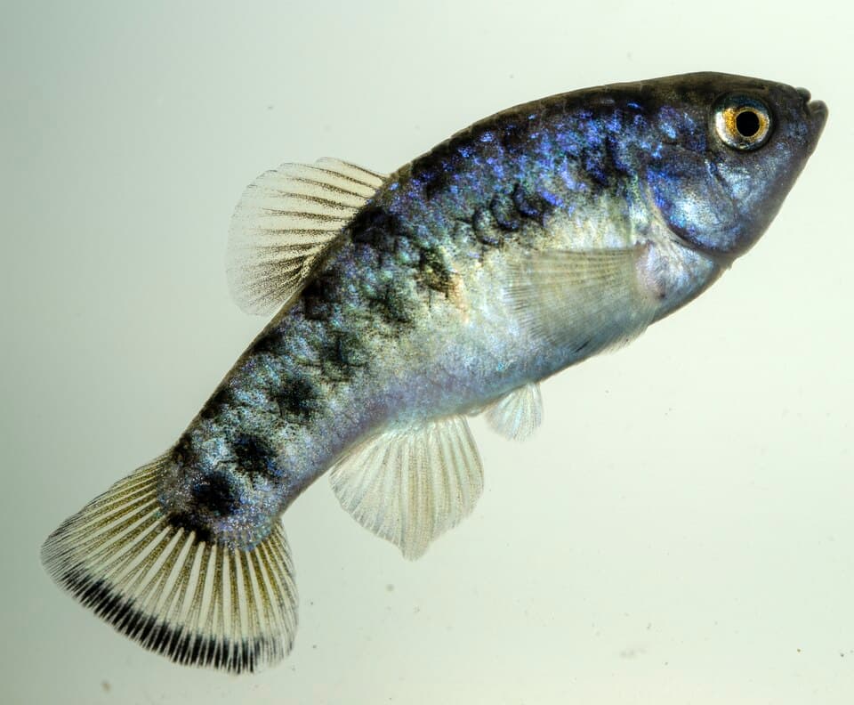 ภาพประกอบของ ปลา macrolepis (Cyprinodon macrolepis)