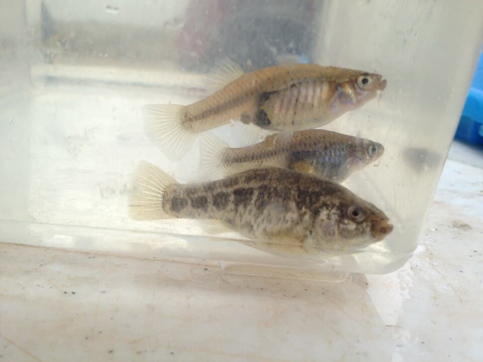 ภาพประกอบของ ปลา pecosensis (Cyprinodon pecosensis)