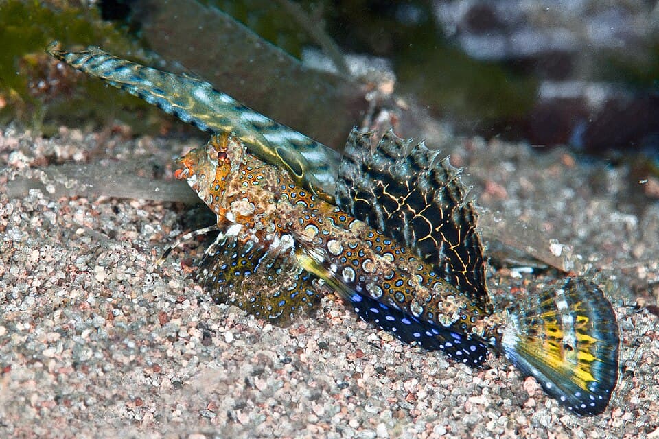 แผนที่การกระจายพันธุ์ของ ปลามังกรน้อยดำส้ม (Dactylopus kuiteri)