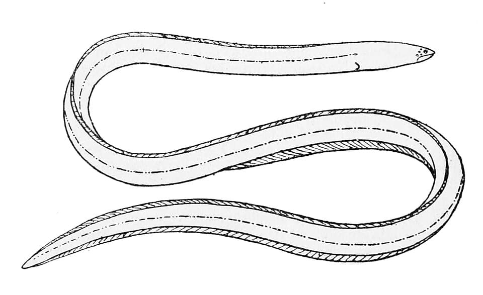ภาพประกอบของ ปลา cephalopeltis (Dalophis cephalopeltis)