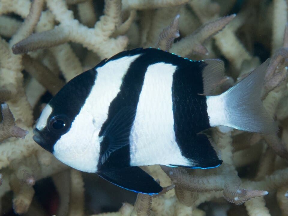 ภาพประกอบของ ปลาสลิดหินบั้งขาวดำ (Dascyllus aruanus)