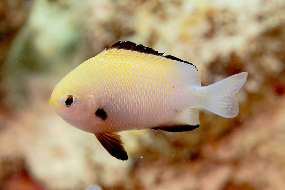 ภาพประกอบของ ปลาสลิดหินหน้าสั้น (Dascyllus marginatus)