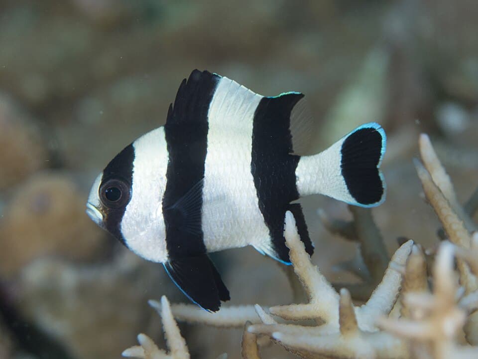 ภาพประกอบของ ปลาสลิดหินหางดำ (Dascyllus melanurus)