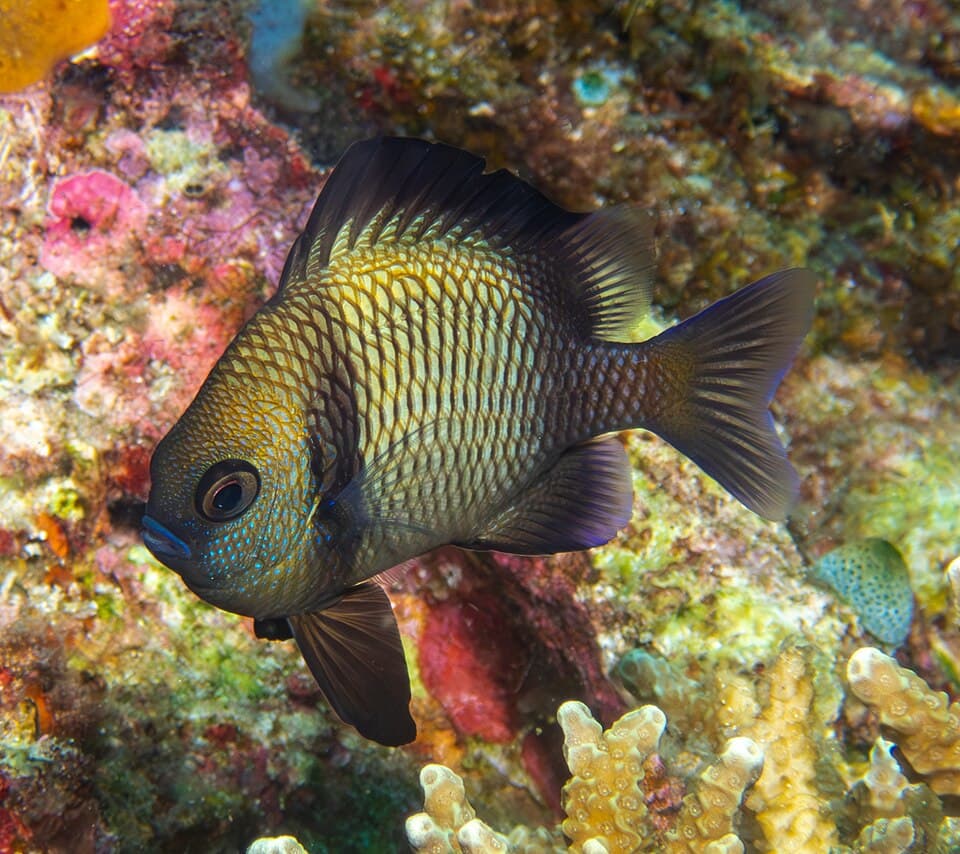 ภาพประกอบของ ปลาสลิดหิน reticulatus (Dascyllus reticulatus)