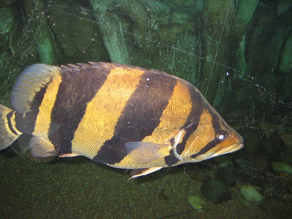 ภาพประกอบของ ปลา pulcher (Datnioides pulcher)