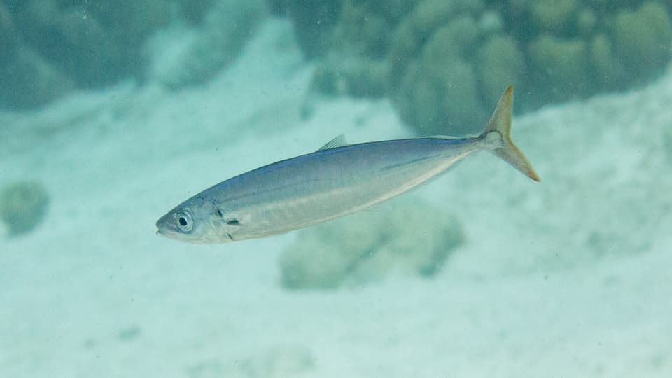 ภาพประกอบของ ปลา macarellus (Decapterus macarellus)