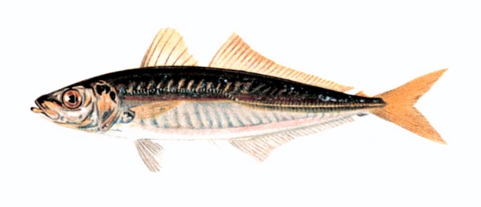 ภาพประกอบของ ปลา punctatus (Decapterus punctatus)