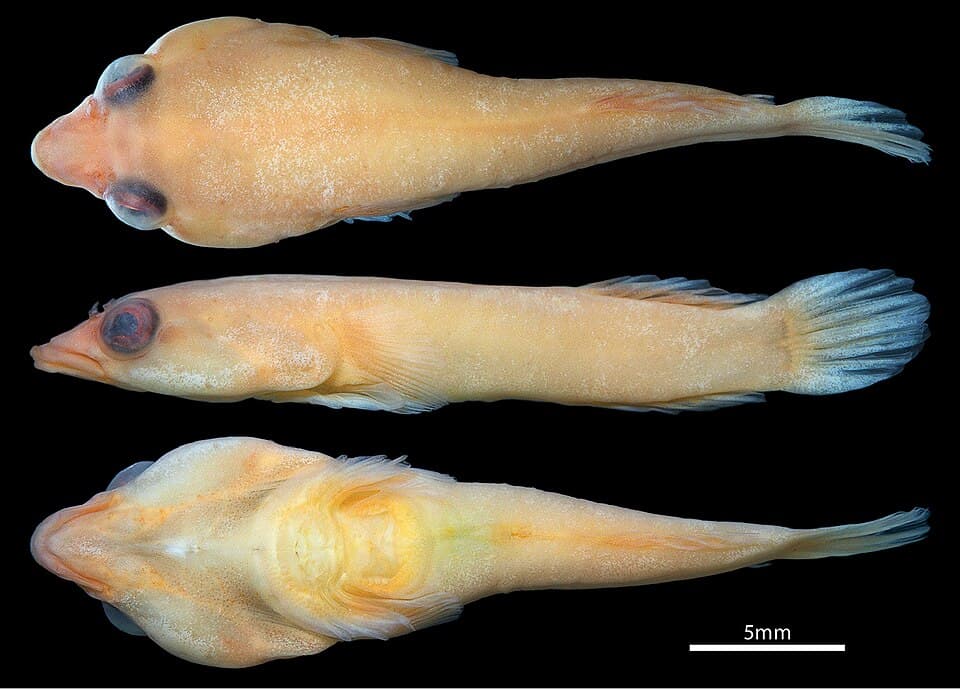 ภาพประกอบของ ปลา trnskii (Dellichthys trnskii)