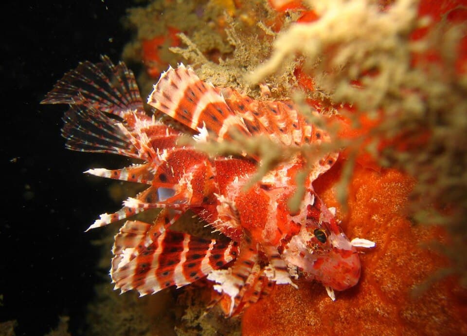 ภาพประกอบของ ปลาสิงโตแคระครีบสั้น (Dendrochirus brachypterus)