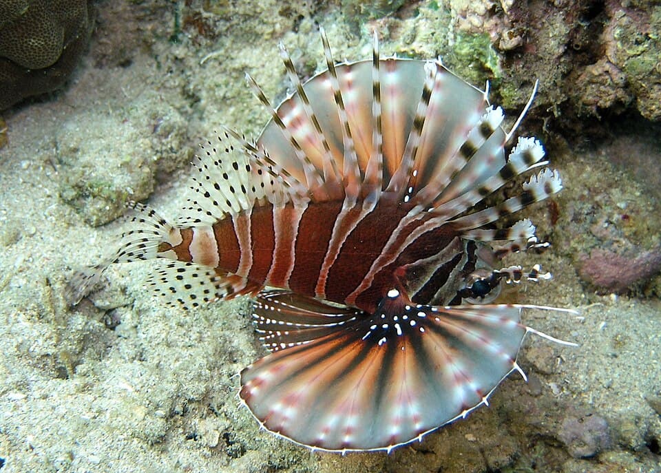 ภาพประกอบของ ปลาสิงโตแคระลายม้าลาย (Dendrochirus zebra)