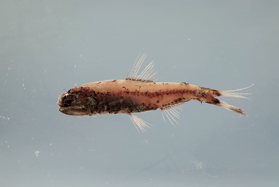 ภาพประกอบของ ปลา adenomus (Diaphus adenomus)