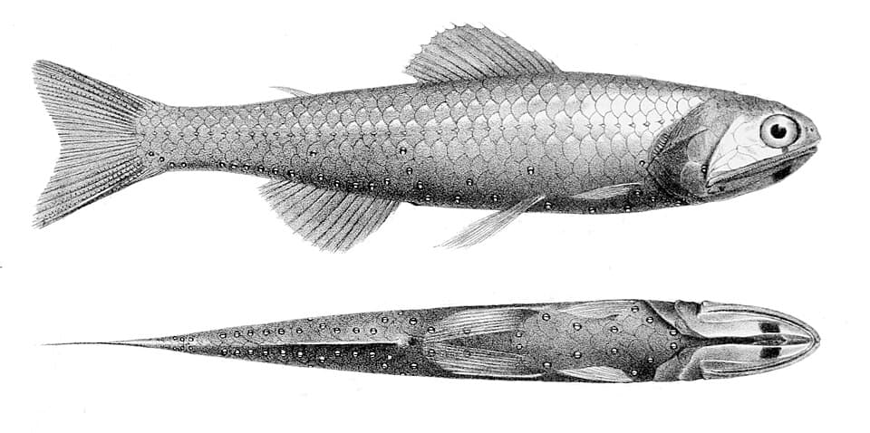 ภาพประกอบของ ปลา coeruleus (Diaphus coeruleus)