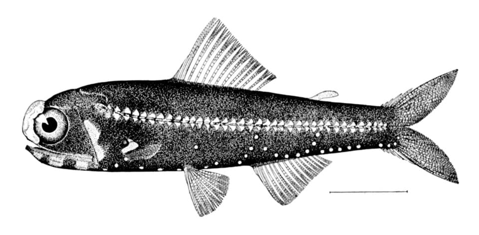 ภาพประกอบของ ปลา effulgens (Diaphus effulgens)