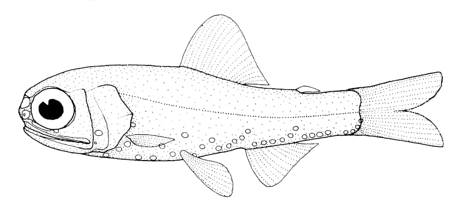 ภาพประกอบของ ปลา holti (Diaphus holti)