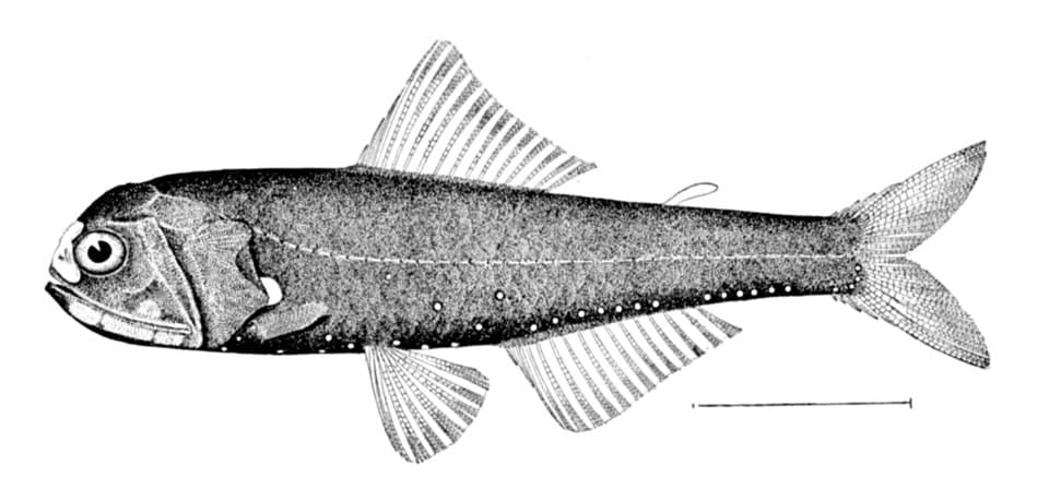 ภาพประกอบของ ปลา lucidus (Diaphus lucidus)