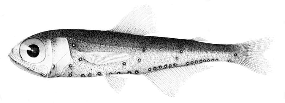 ภาพประกอบของ ปลา luetkeni (Diaphus luetkeni)