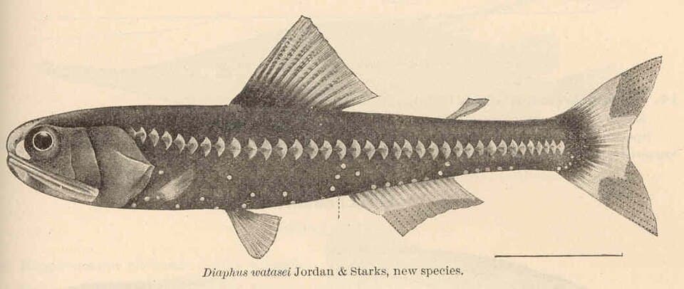 ภาพประกอบของ ปลา watasei (Diaphus watasei)