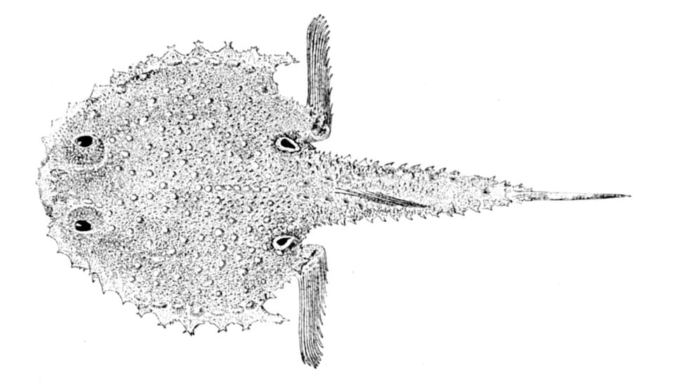 ภาพประกอบของ ปลา atlanticus (Dibranchus atlanticus)