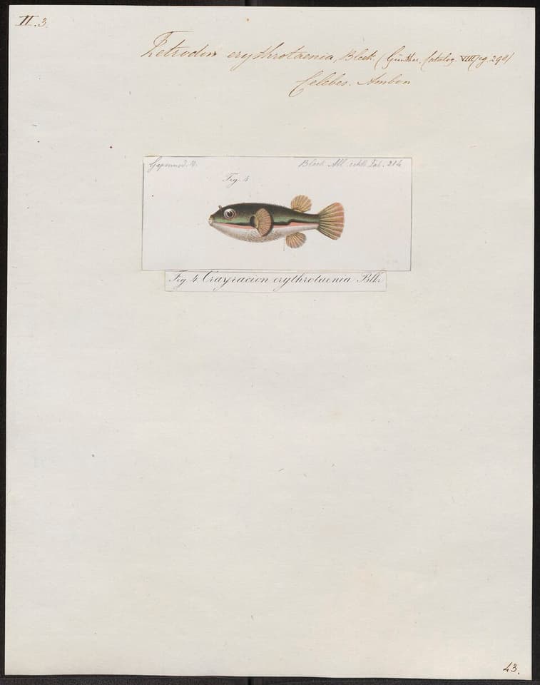 ภาพประกอบของ ปลาปักเป้าแดงลายเส้น (Dichotomyctere erythrotaenia)