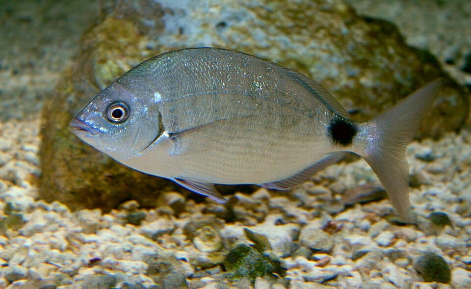 ภาพประกอบของ ปลา bermudensis (Diplodus bermudensis)