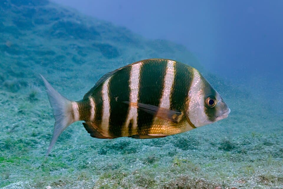 ภาพประกอบของ ปลา cervinus (Diplodus cervinus)