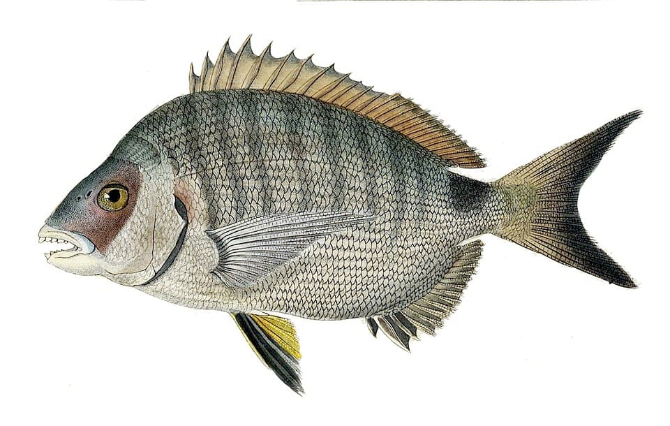 ภาพประกอบของ ปลา helenae (Diplodus helenae)