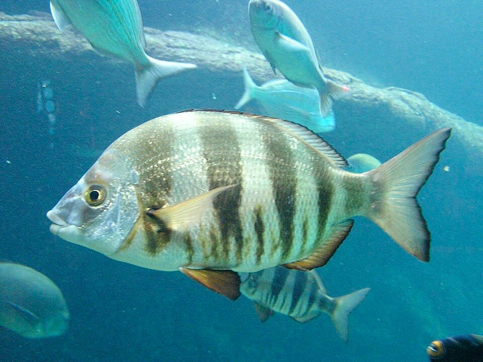 ภาพประกอบของ ปลา hottentotus (Diplodus hottentotus)
