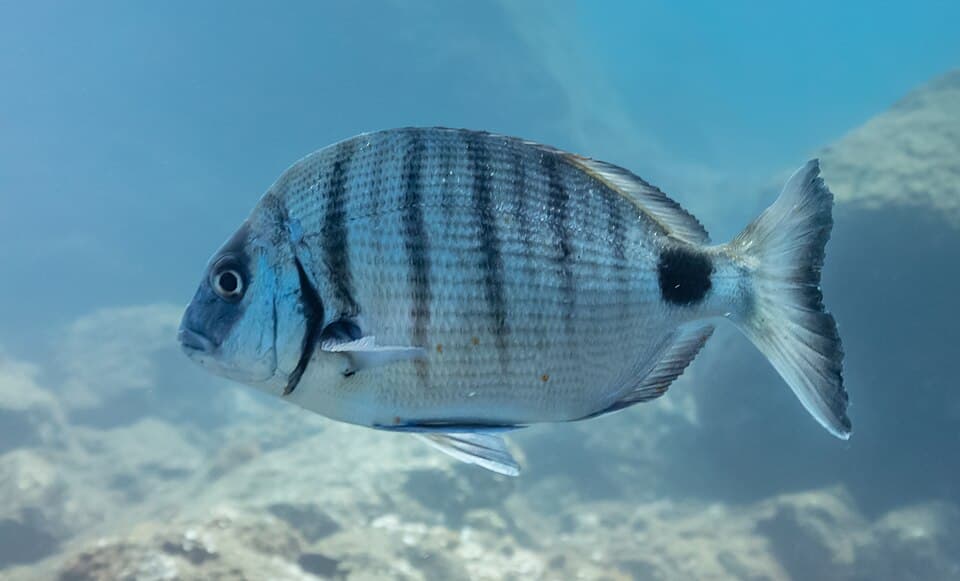 ภาพประกอบของ ปลา sargus (Diplodus sargus)