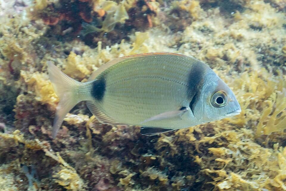 ภาพประกอบของ ปลา vulgaris (Diplodus vulgaris)