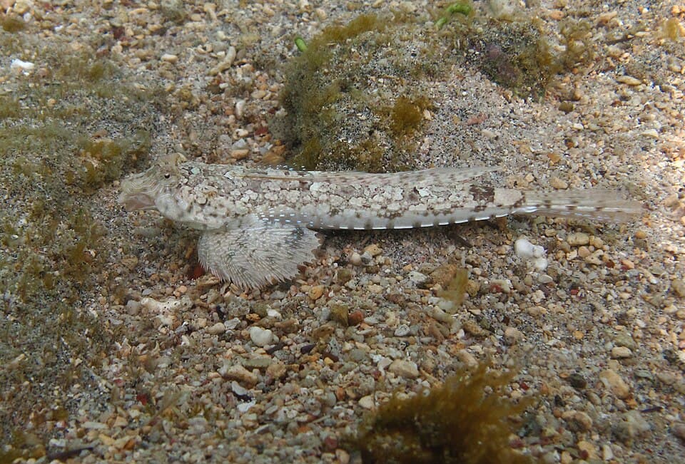 ภาพประกอบของ ปลามังกรน้อย infulatus (Diplogrammus infulatus)