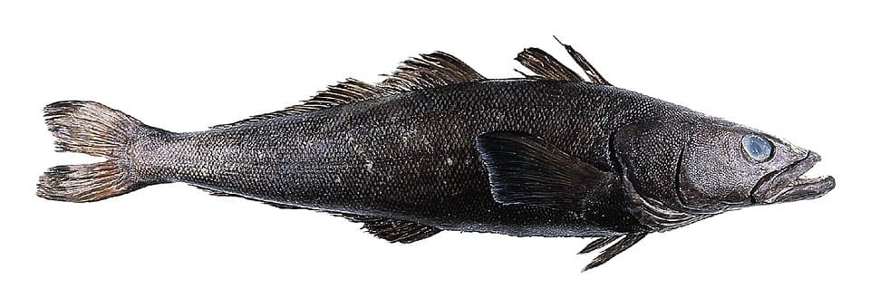 ภาพประกอบของ ปลา eleginoides (Dissostichus eleginoides)