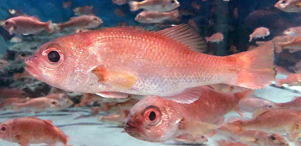 ภาพประกอบของ ปลา berycoides (Doederleinia berycoides)
