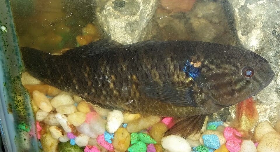 ภาพประกอบของ ปลา maculatus (Dormitator maculatus)