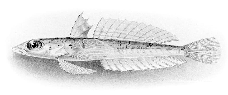 ภาพประกอบของ ปลา xenica (Draconetta xenica)