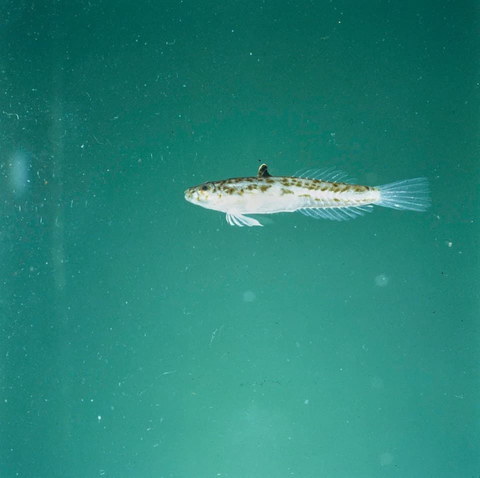 ภาพประกอบของ ปลามังกรน้อย pogognathus (Draculo pogognathus)