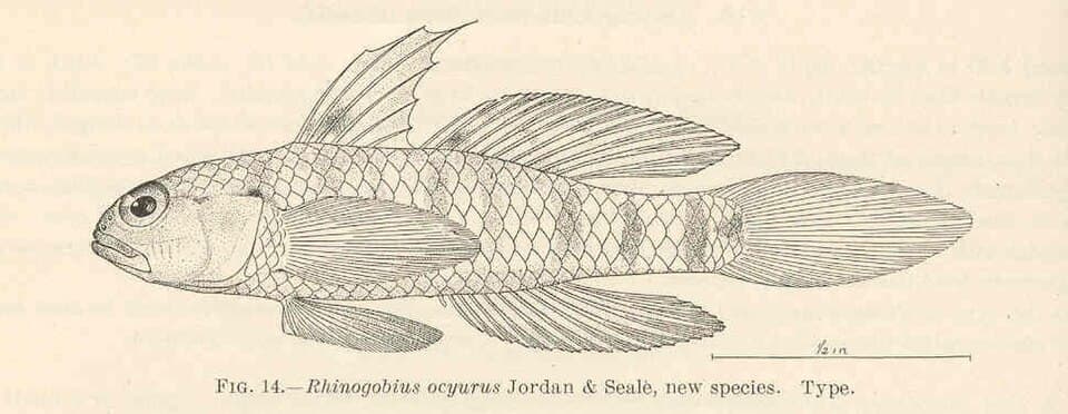 ภาพประกอบของ ปลาบู่ ocyurus (Drombus ocyurus)
