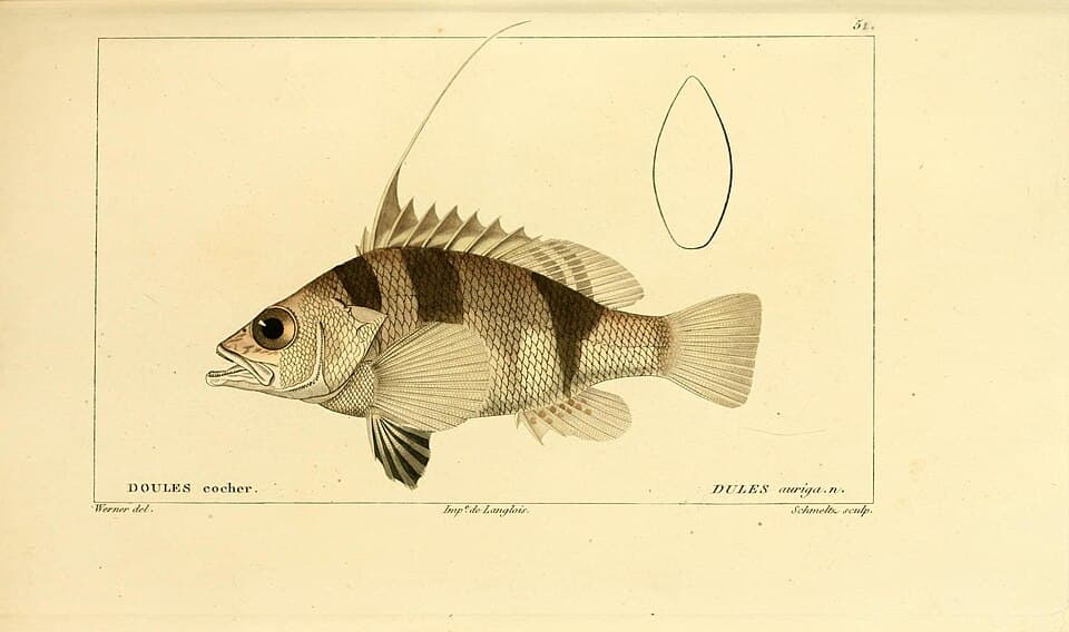 ภาพประกอบของ ปลาทะเลแคระ (Dules auriga)