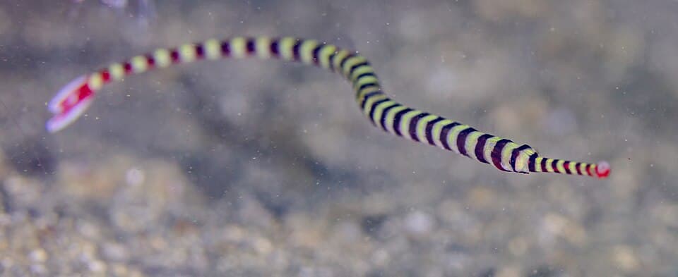 ภาพประกอบของ ปลาจิ้มฟันจระเข้ลายบั้ง (Dunckerocampus dactyliophorus)