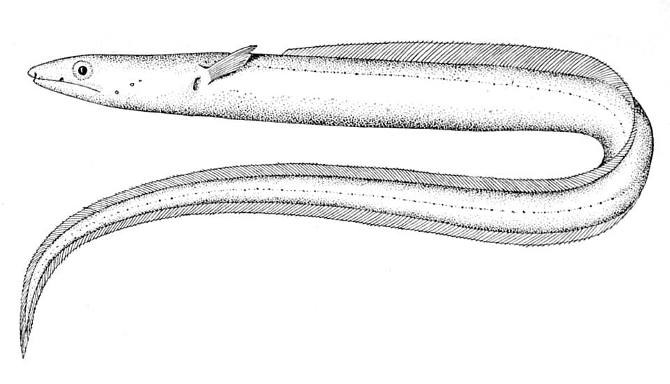 ภาพประกอบของ ปลา pachyrhynchus (Echelus pachyrhynchus)