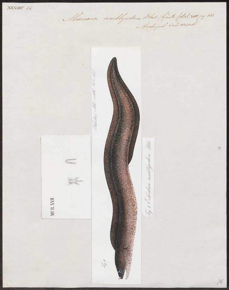 ภาพประกอบของ ปลาไหลมอเรย์ amblyodon (Echidna amblyodon)